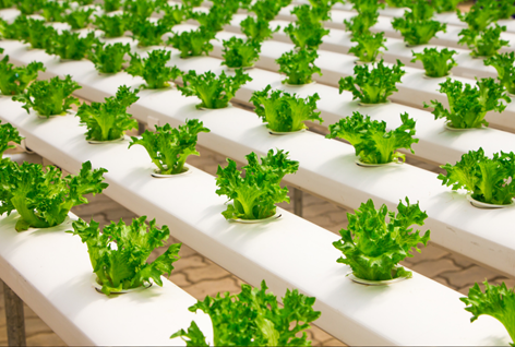 The Role of Urban Agriculture in Creating New Job Markets